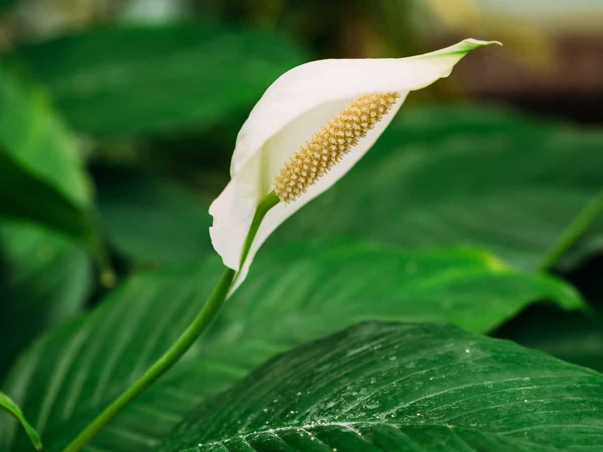 the peace lily provides cleaner air and a touch of elegance