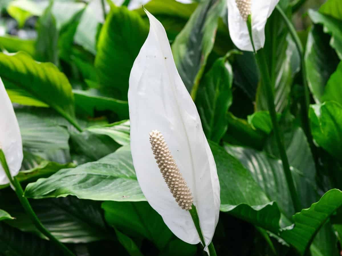 the peace lily is perfect for the non-gardener as it is easy-care