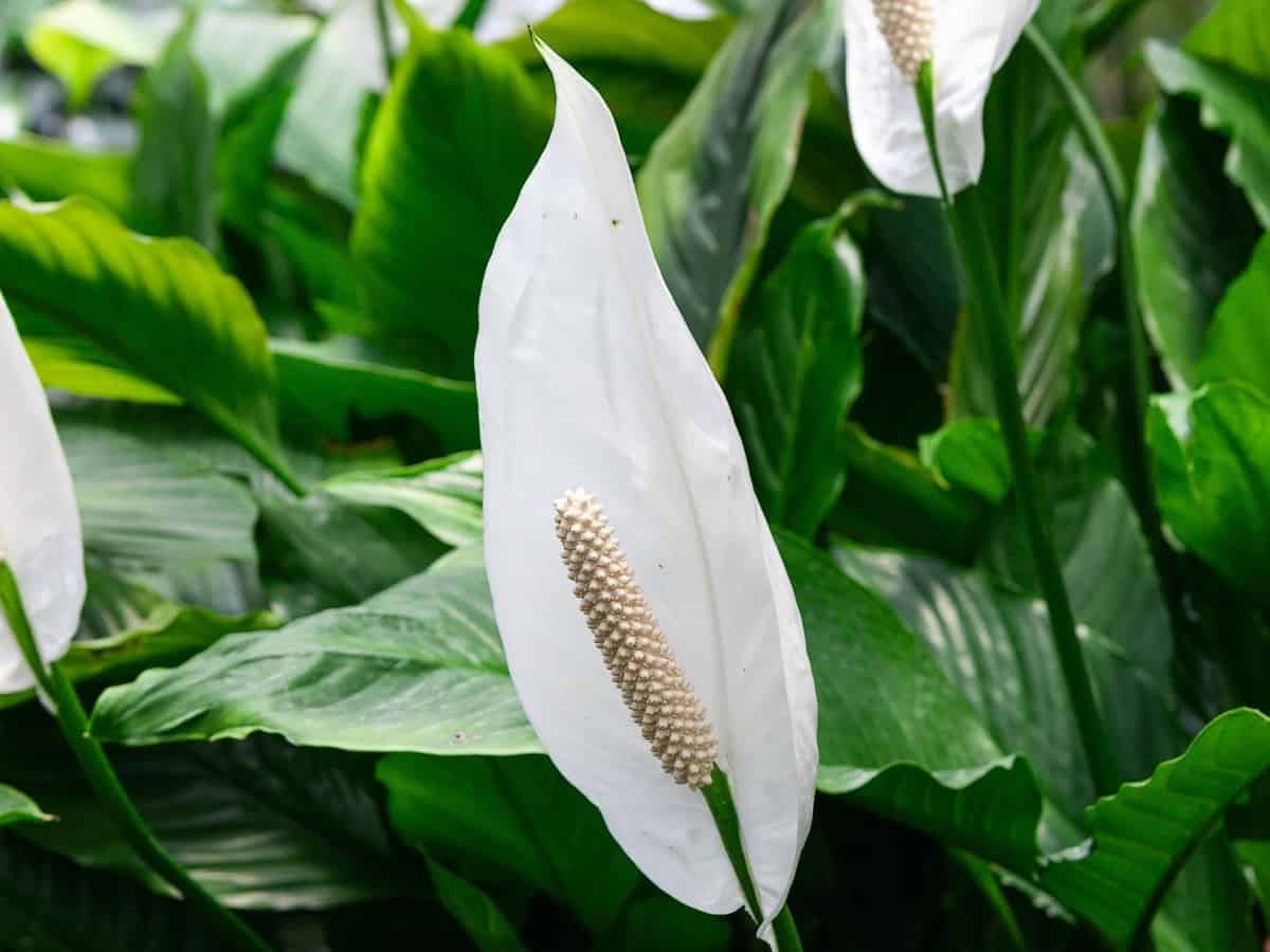peace lily grows tall in a pot on the floor
