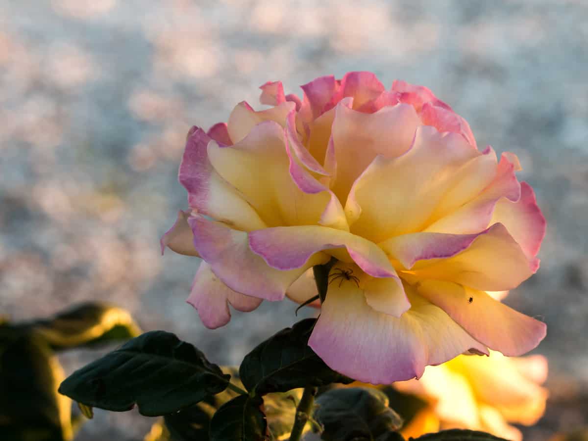 peach lemonade rose is a compact, low maintenance shrub