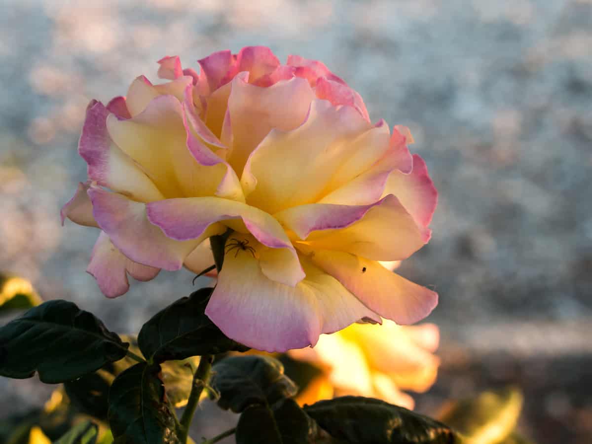 peach lemonade rose - a small flowering shrub for the yard