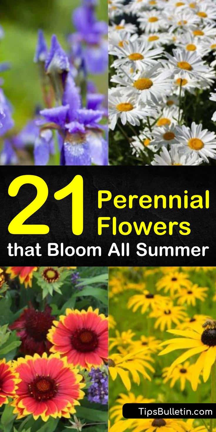 Discover 21 perennial flowers that bloom all summer. Many perennial flowers are low maintenance making them the perfect choice for various landscapes needing splashes of color. Lighting requirements range from full sun to shade and may affect blooming ability. #perennial #flowers