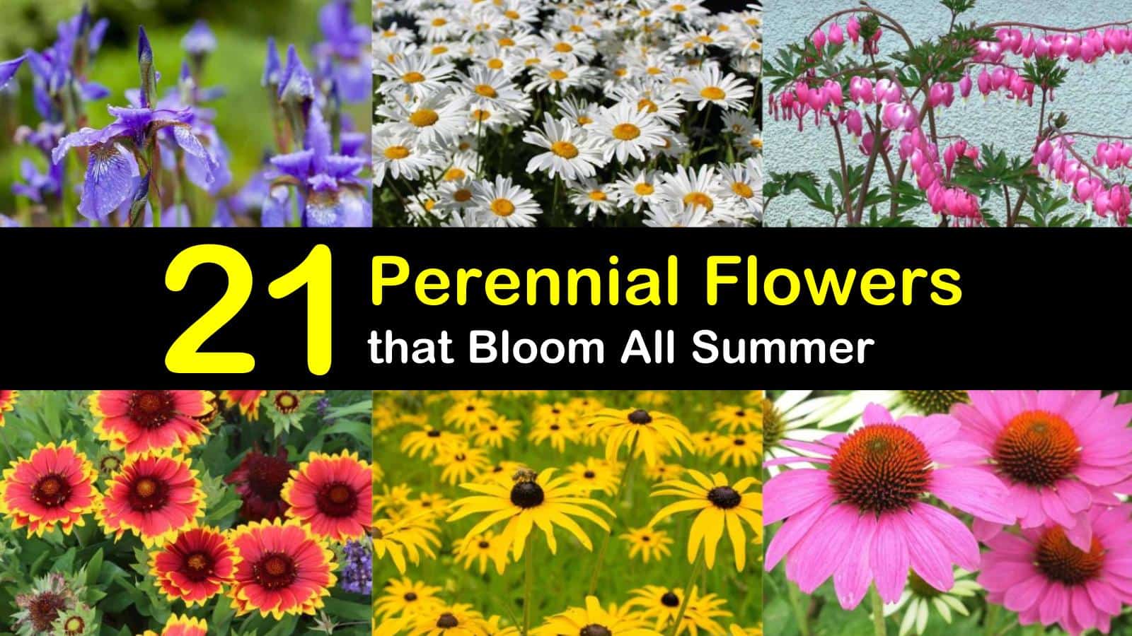 21 Perennial Flowers That Bloom All Summer Even From Spring To Fall