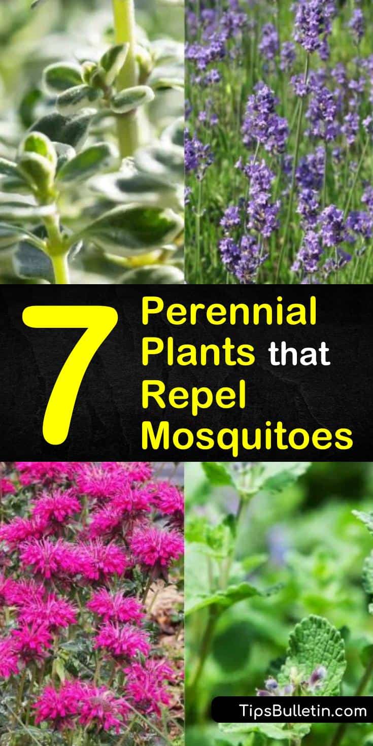 Keep mosquitoes away and make your garden beautiful! Our guide to perennial plants that repel mosquitoes will show you how to choose and plant the best perennials for keeping mosquitoes away from your garden and house. #perennials #diybugrepellent #bugrepellent #mosquitoes