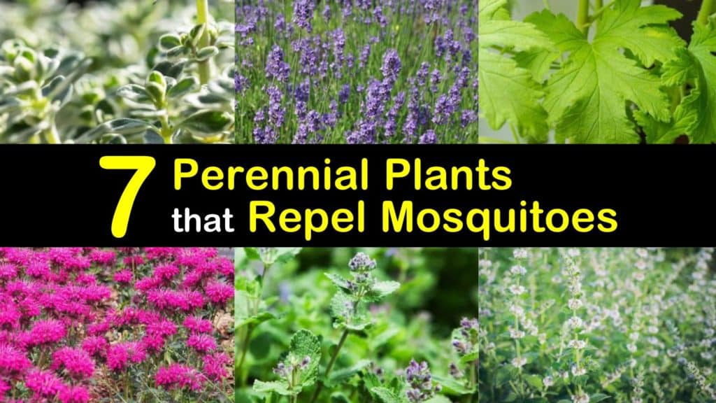 7 perennial plants that repel mosquitoes and keep flies away