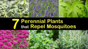 perennial plants that repel mosquitoes titleimg1
