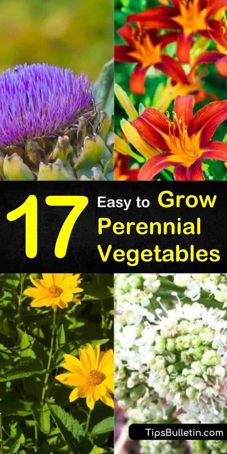 Discover how to grow perennial vegetables! In our guide, we show you how to take perennial gifts from Mother Earth and grow them in raised beds in your garden. Learn how to turn seeds into asparagus and artichoke flowers with our handy guide! #perennials #perennialveggies #vegetables