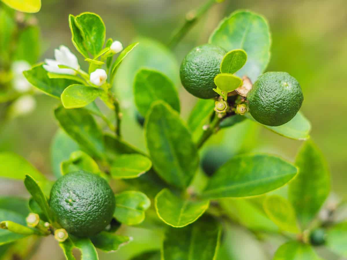 Persian lime dwarf citrus tree