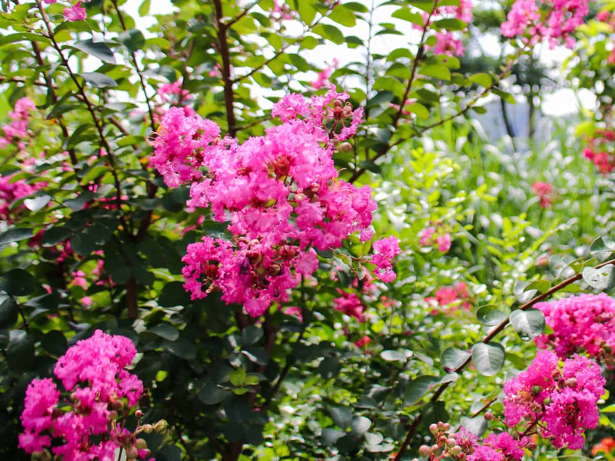 petite pinkie crape myrtle adds a splash of color to the landscape