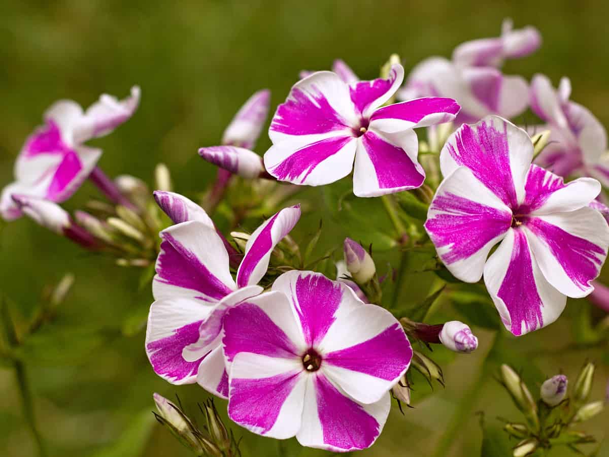 garden phlox comes in many varieties and colors