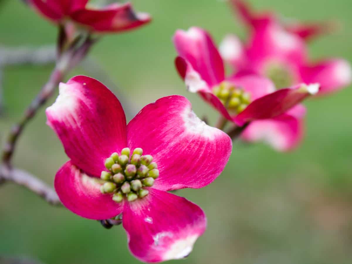 pink flowering dogwood tree