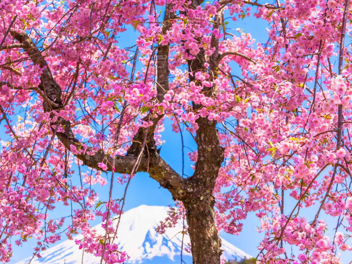 pink weeping cherry tree grows quickly