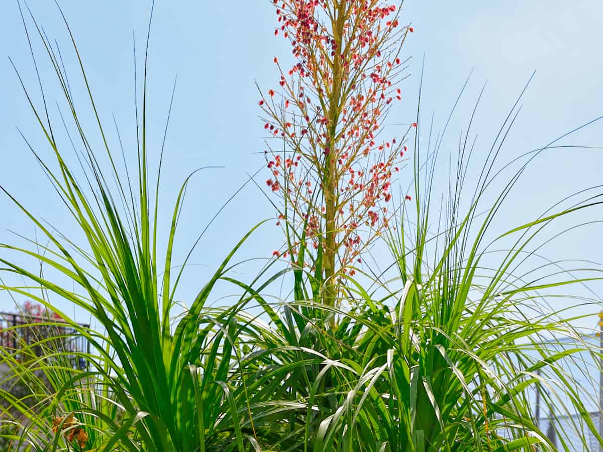 ponytail palm adds tropical elegance to all settings