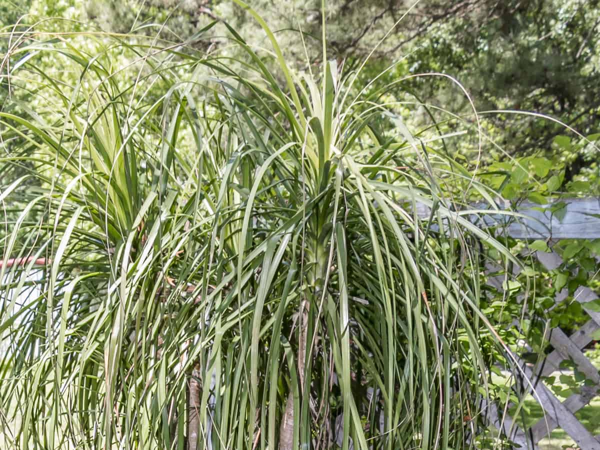 ponytail palm is a slow grower