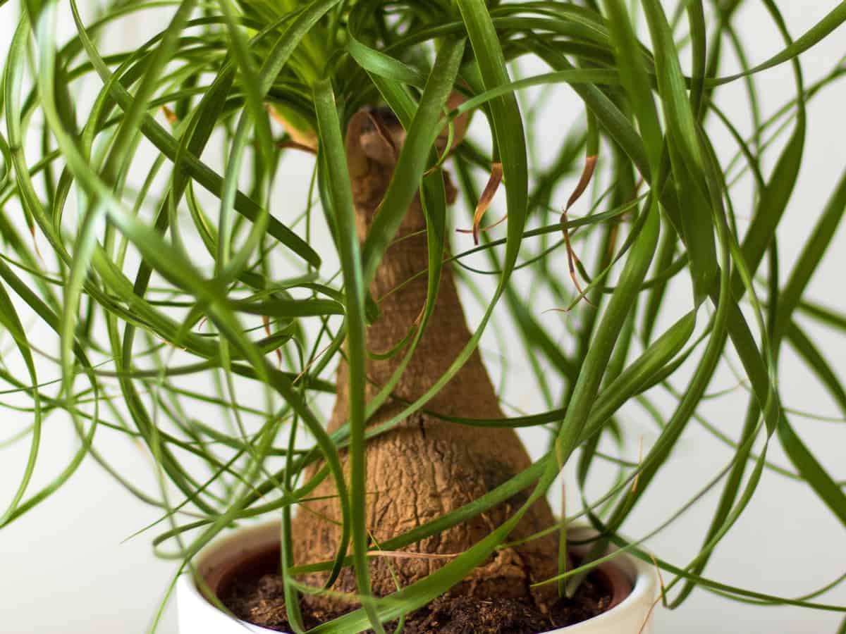 ponytail palm is also called the elephant's foot