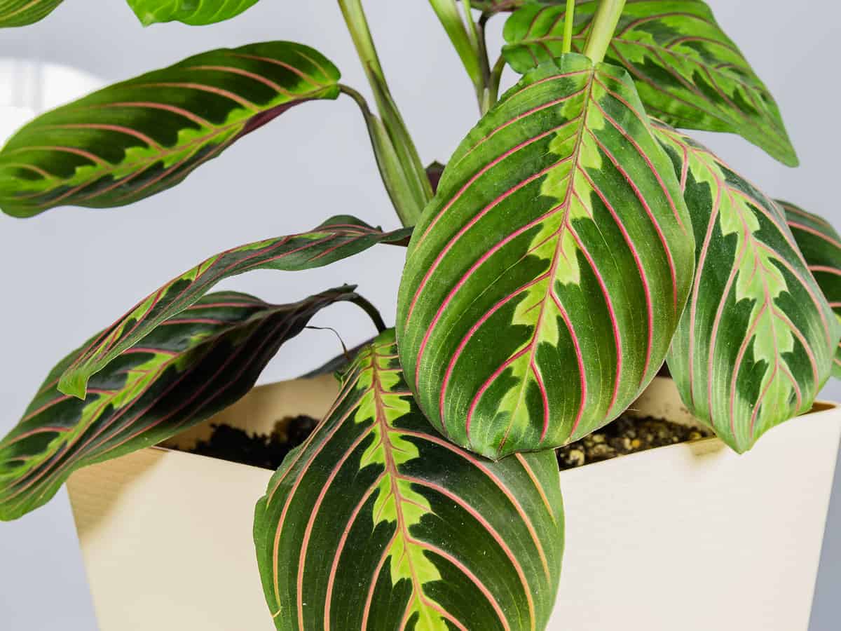 prayer plant is perfect for light starved rooms