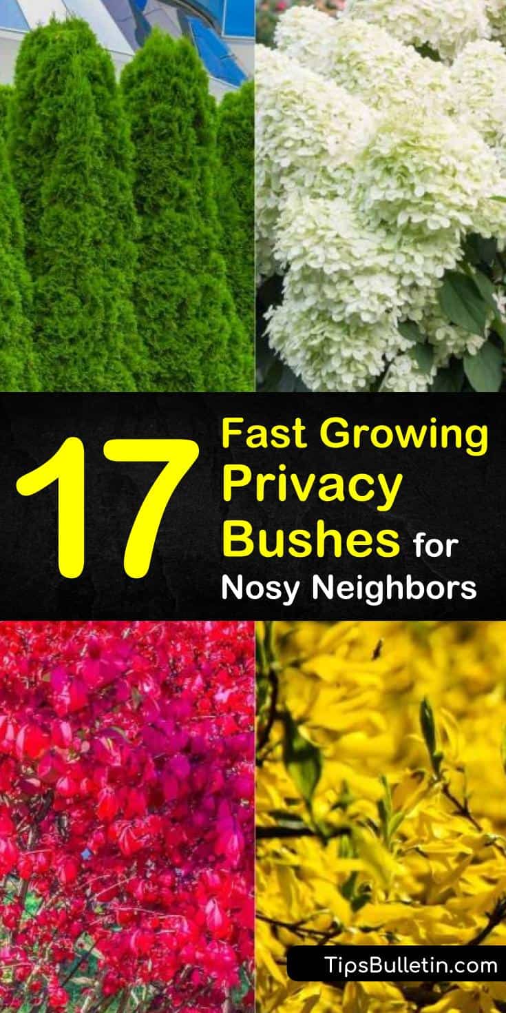 Discover 17 privacy bushes and shrubs that are perfect for screening your backyard, front yards, patio, and driveways. Find out which plants are suitable along fence lines and which are fast growing to experience peace and serenity of a secluded residence. #hedges #bushes #privacy #nosyneighbors