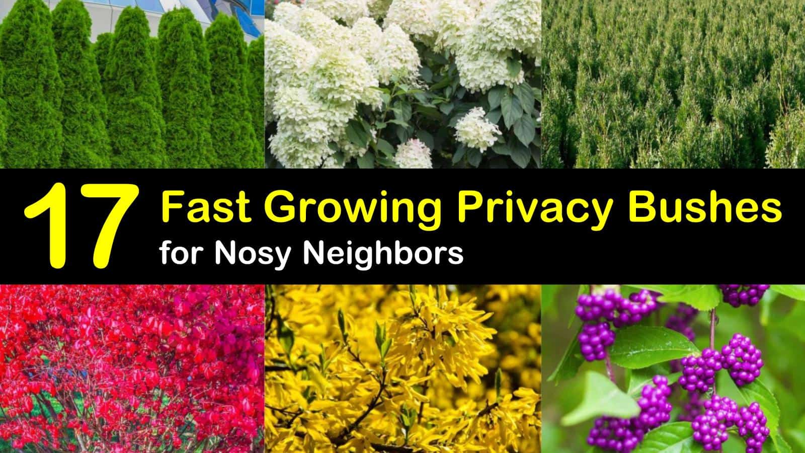 20 Fast Growing Privacy Bushes to Deal with Nosy Neighbors