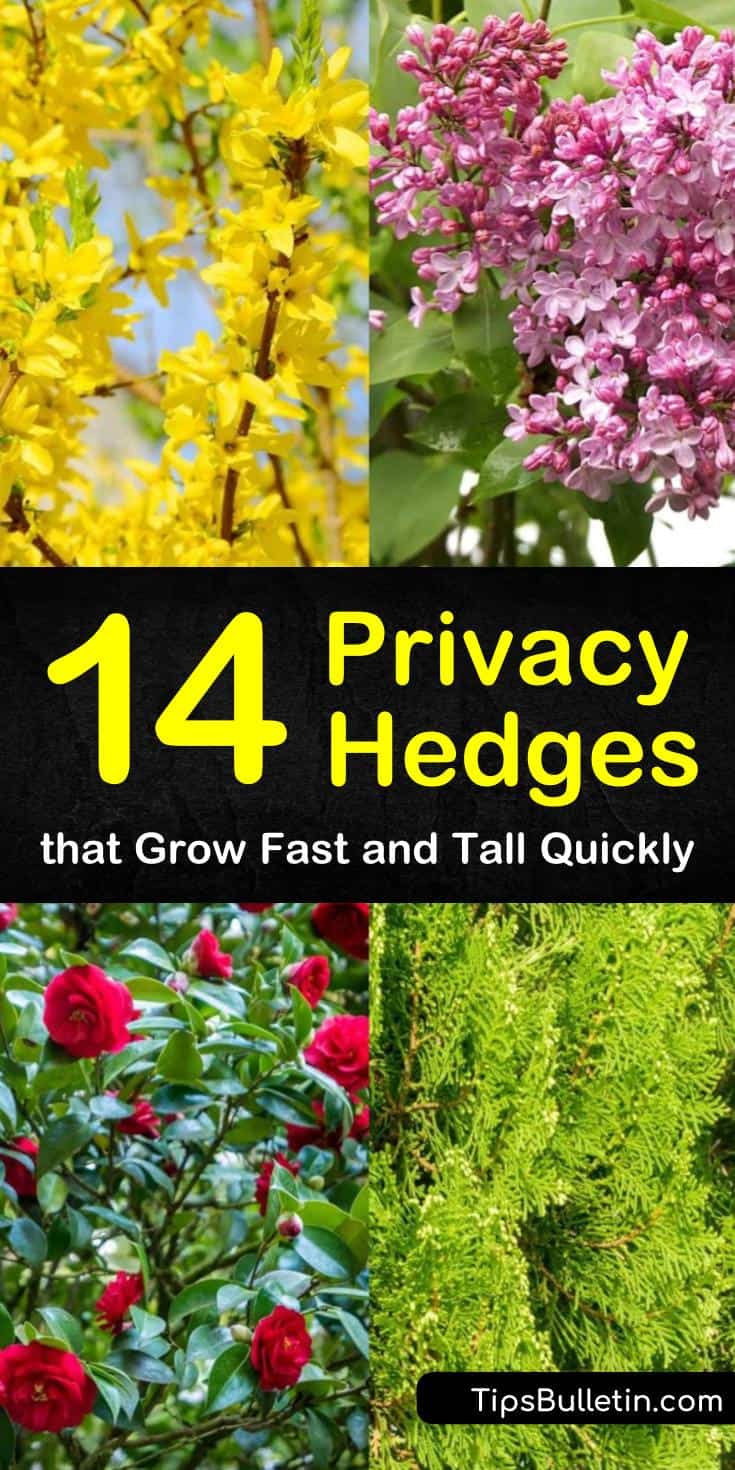 Learn about low-maintenance, drought-tolerant evergreen privacy hedges with our tips and tricks. Find out what fast-growing, tall trees you can use in your backyard and your front yard. #privacy #hedge #garden