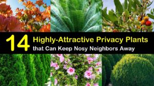 privacy plants titleimg1