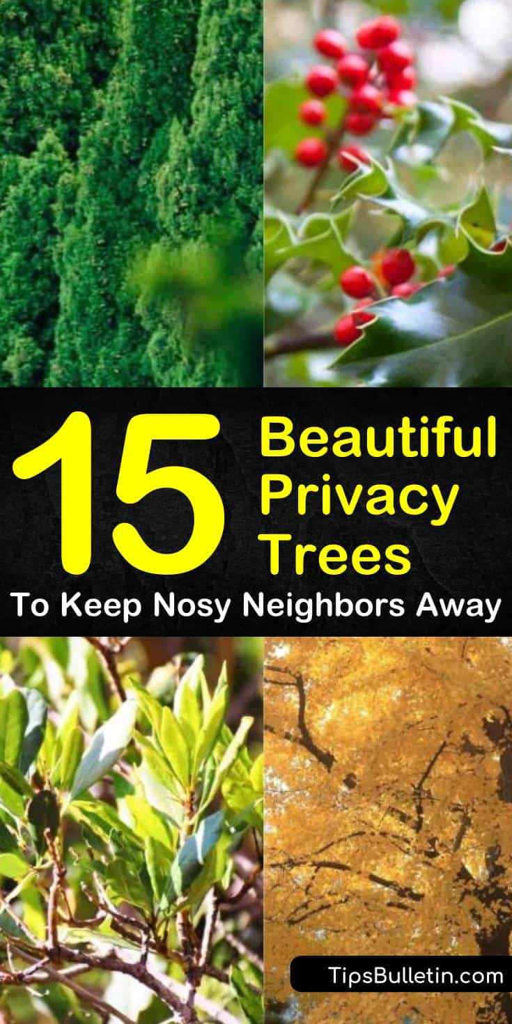 Learn how you can use privacy trees to make some great gardening and landscaping ideas for your yard. With evergreen tree options, you can turn your backyard into a hidden oasis! #privacytrees #gardening #nosyneighbors