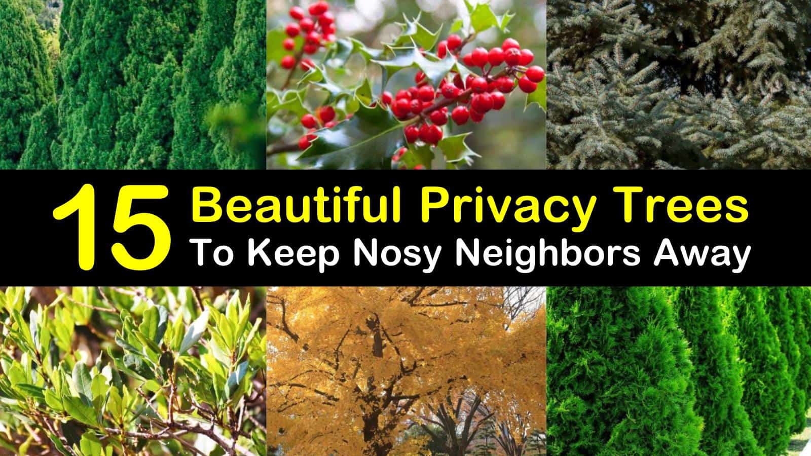 privacy trees titleimg1