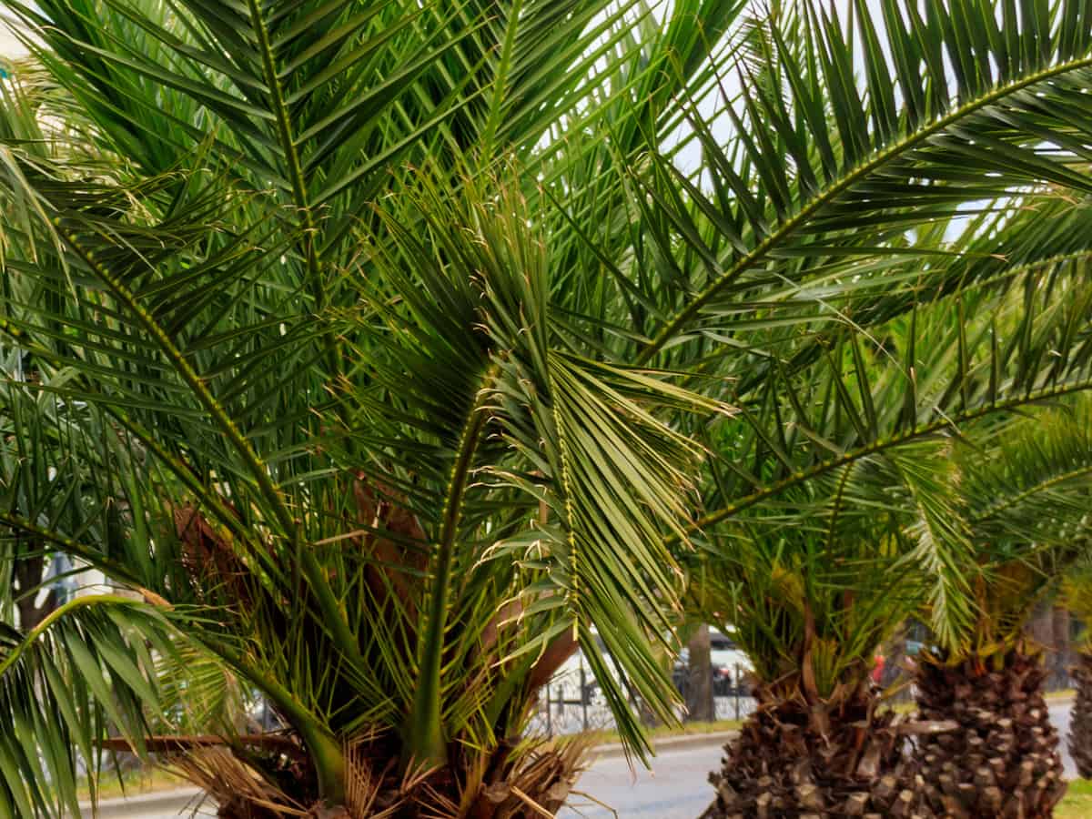 pygmy date palm can grow in a big pot