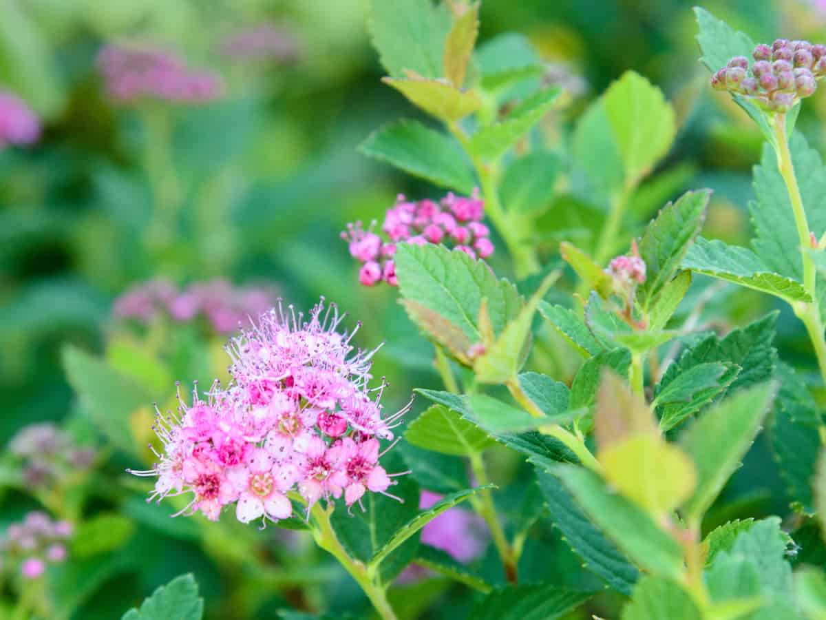 rainbow fizz spirea has beautiful flowers