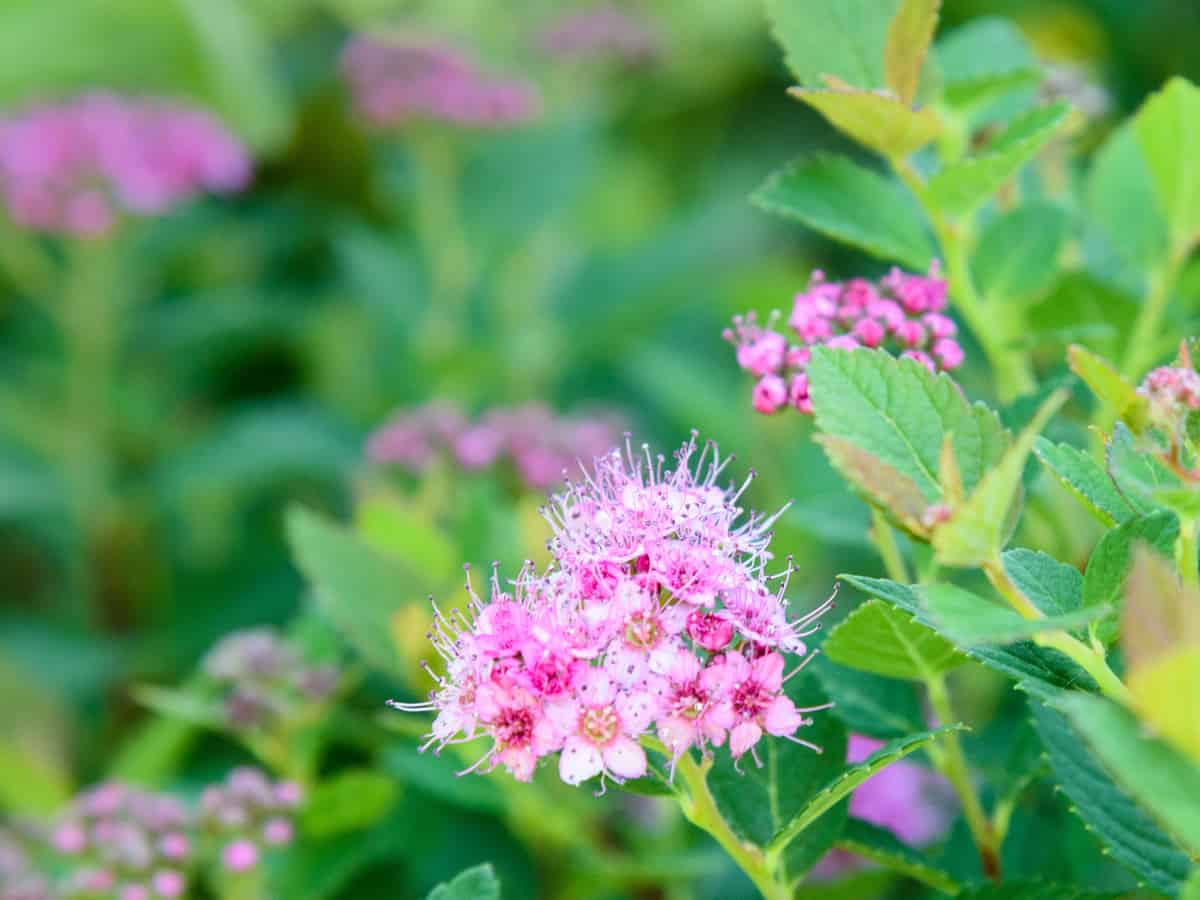 rainbow fizz spirea is deer resistant