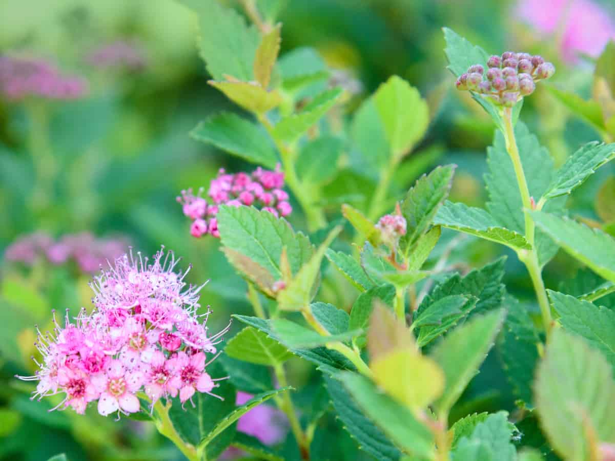 rainbow fizz spirea is a lovely small flowering shrub