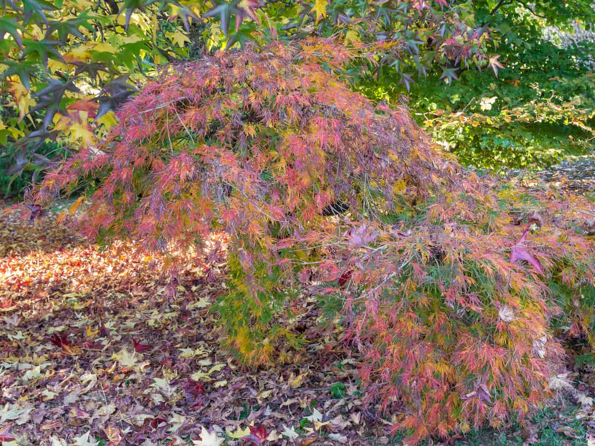 red dragon Japanese maple looks beautiful in all seasons