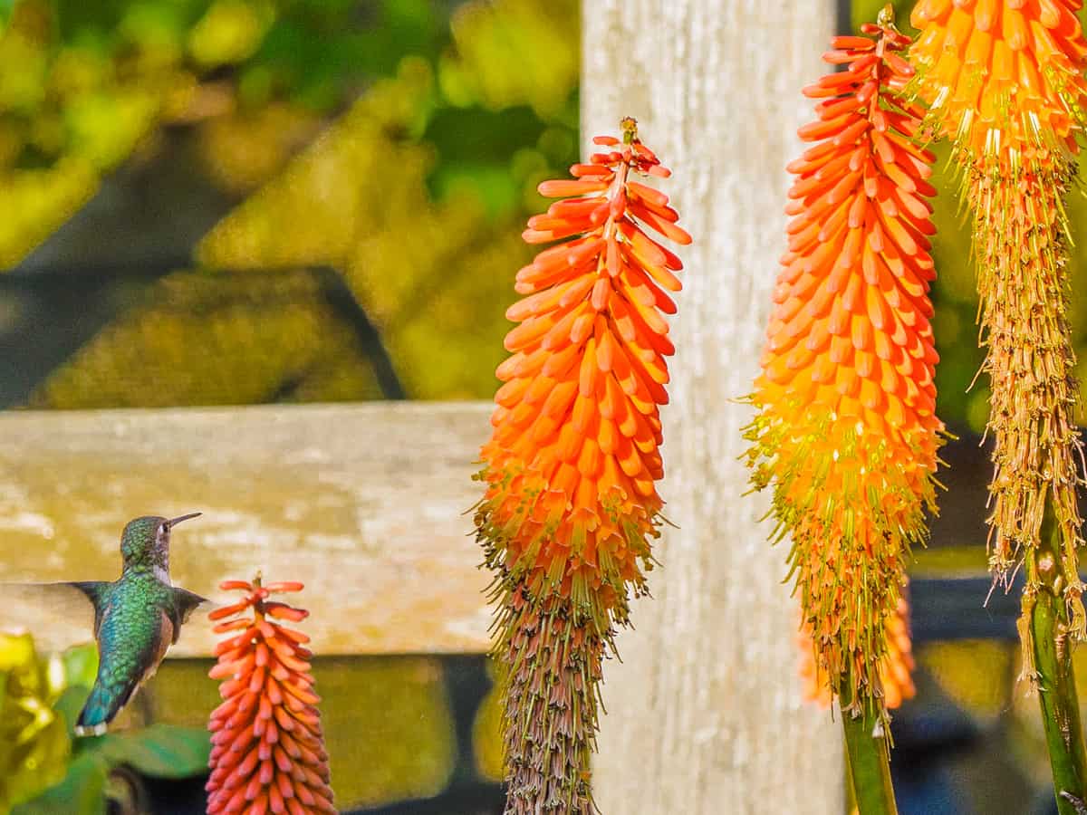 red hot poker is a long-blooming perennial