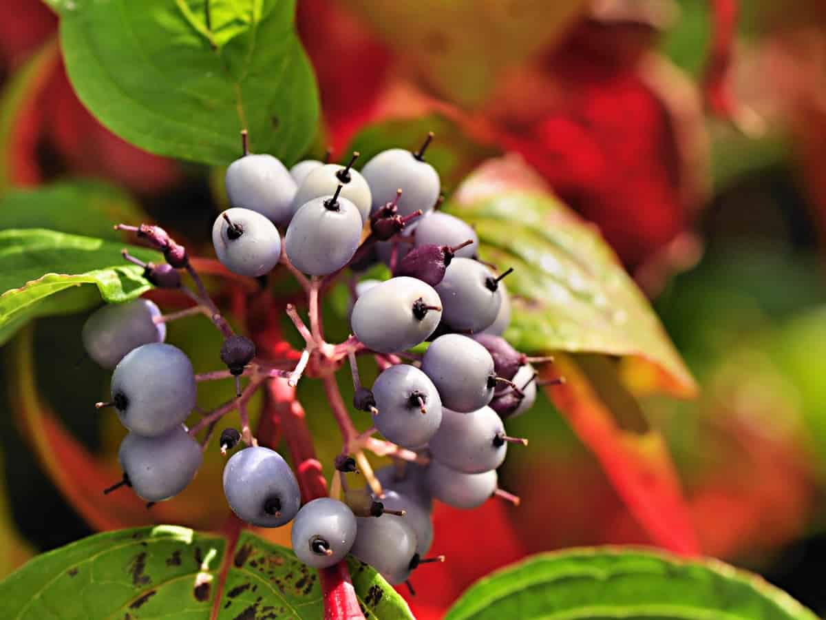 red twig dogwood is a great dwarf shrub for a small garden