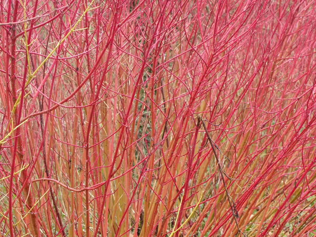 the redtwig dogwood has color year-round