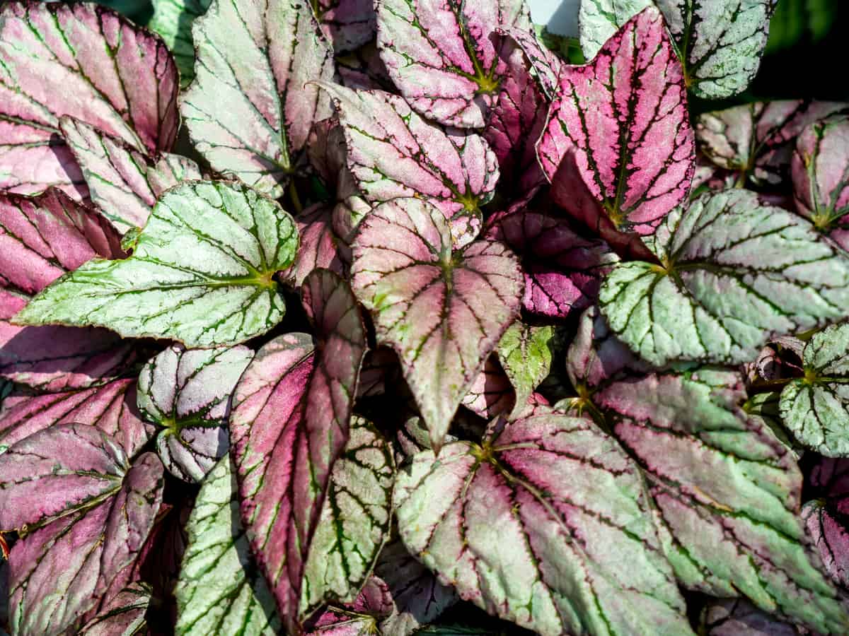 rex begonia is one of the best low light indoor plants