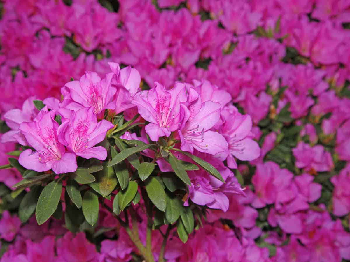 rhododendron is an evergreen that adds a pop of color when it blooms