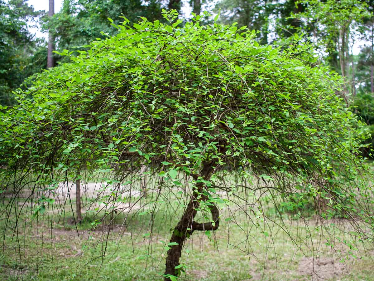 river birch can grow three feet a year