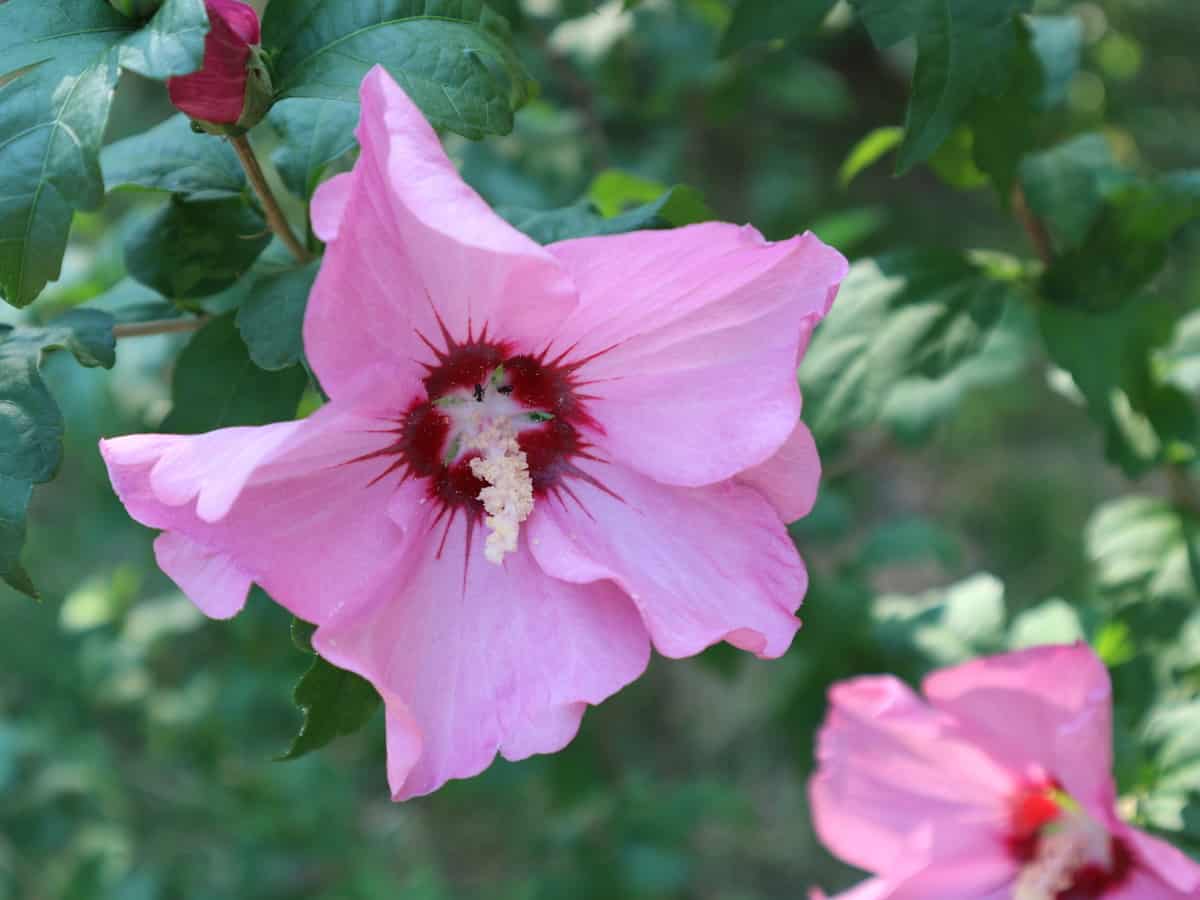 rose of Sharon is a beautiful flowering shrub