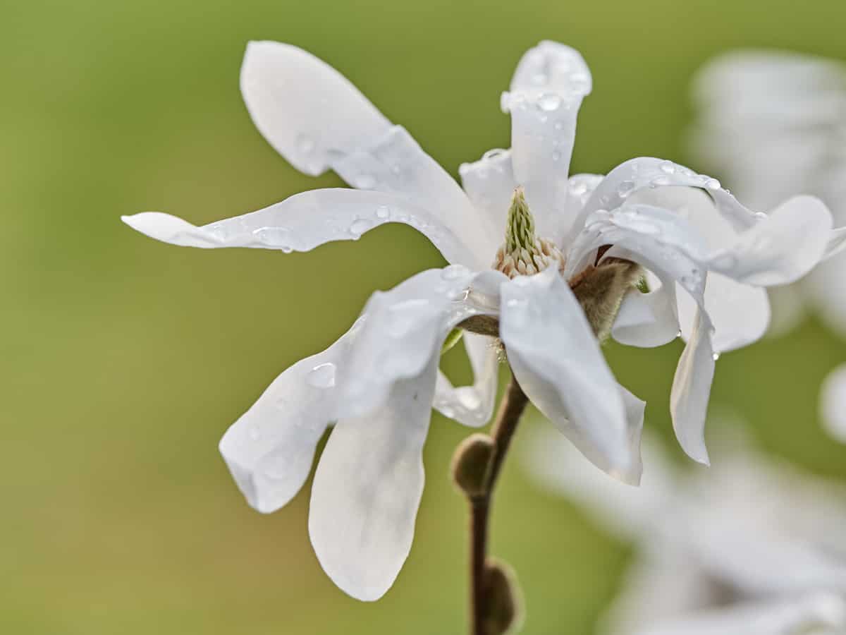 royal star magnolia is one of the most striking flowering trees