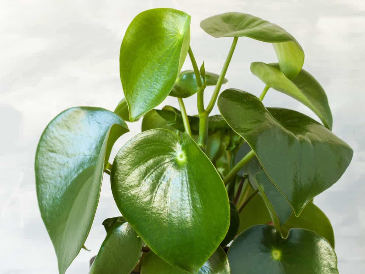 the rubber plant is an evergreen perennial