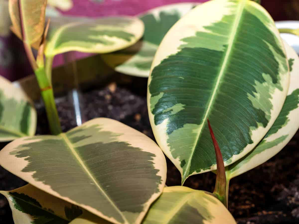 the rubber plant purifies the air but is toxic