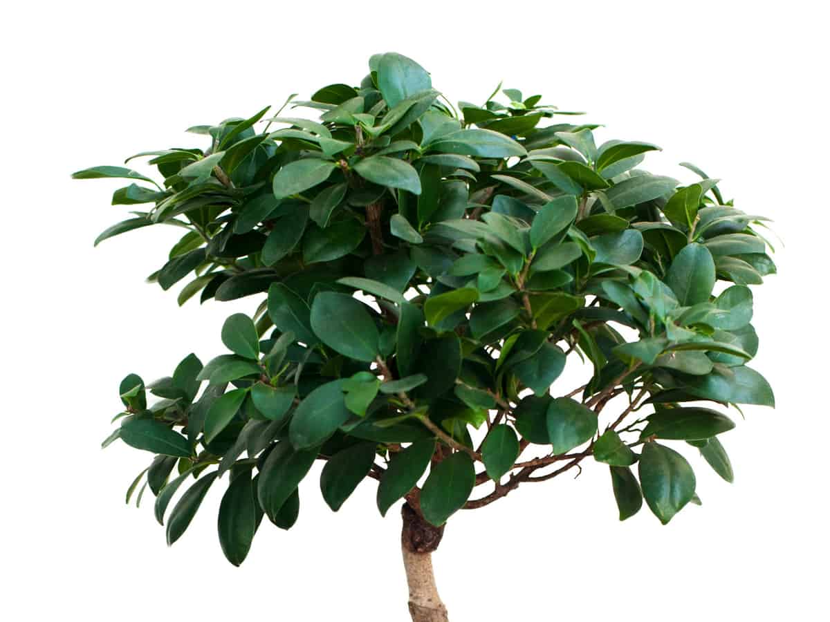 rubber tree grows quite large indoors