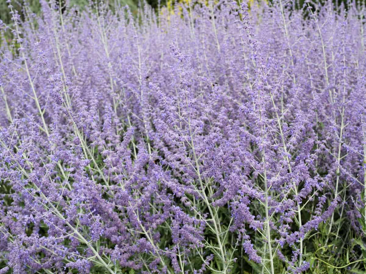 Russian sage is great for repelling all kinds of garden pests, including deer