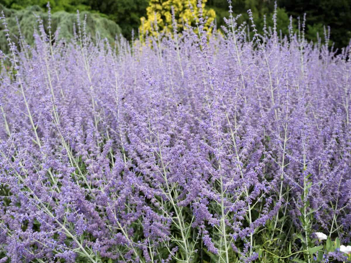 Russian sage attracts hummingbirds but repels deer