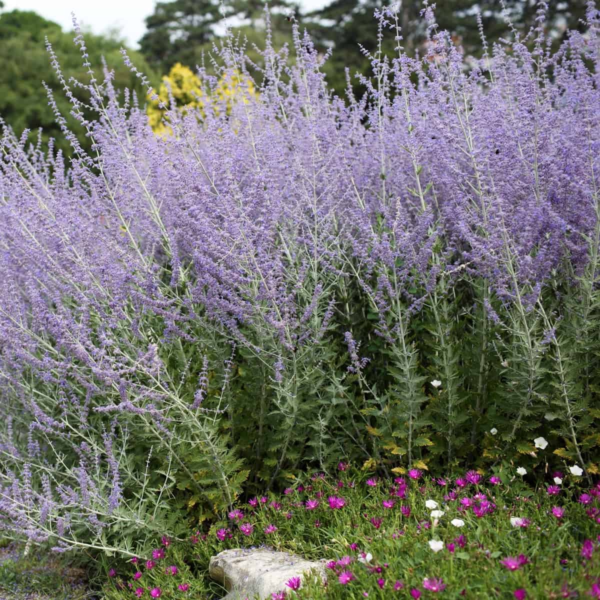 Russian sage is a perennial that blooms from spring to fall