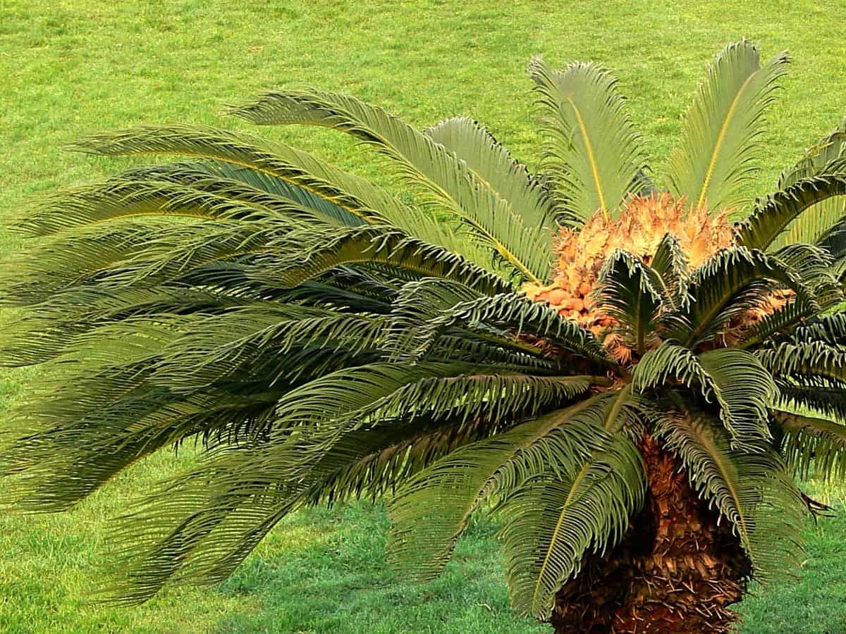 sago palm makes a beautiful indoor plant