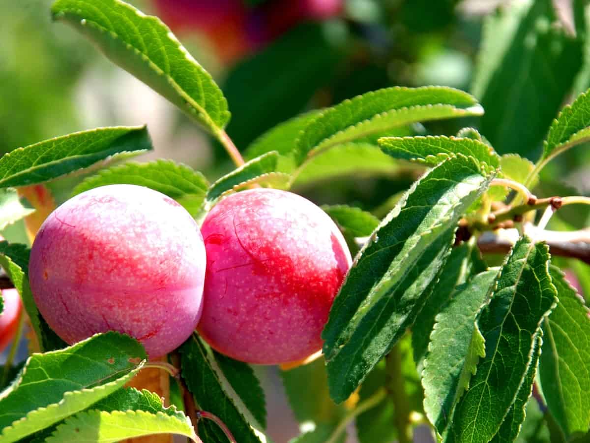 Santa Rosa dwarf plum adds color to a mini-orchard
