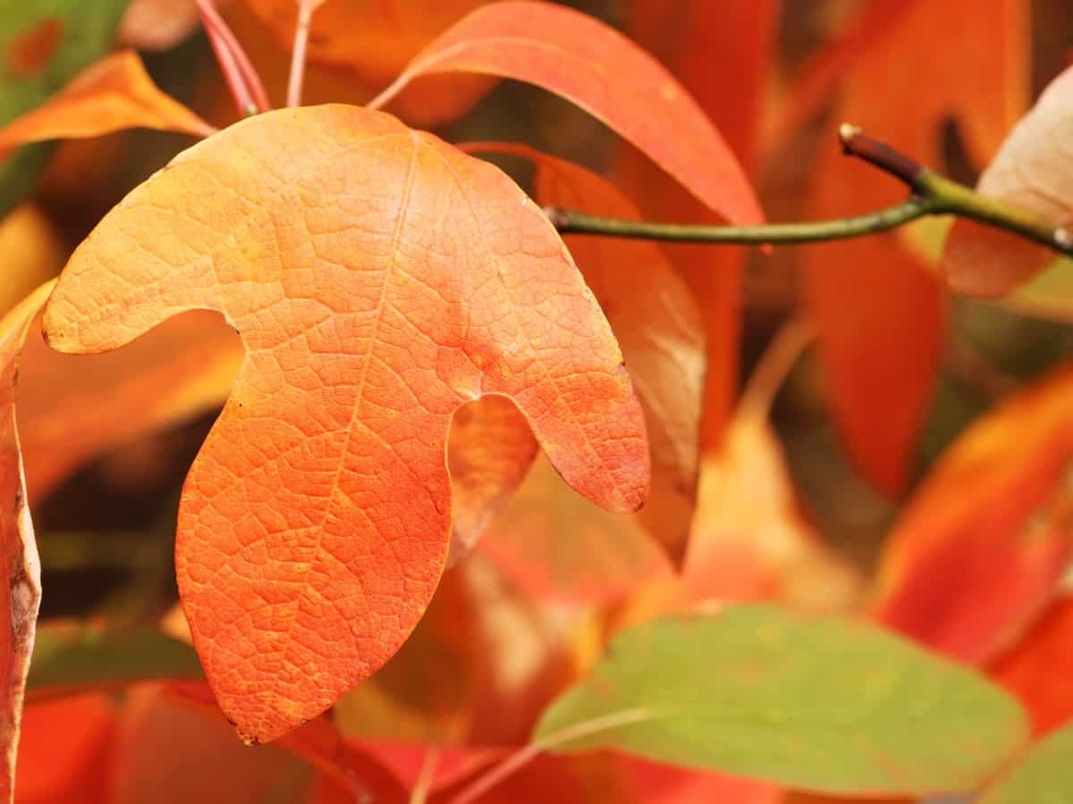 sassafras is a shade tree that looks good in all seasons