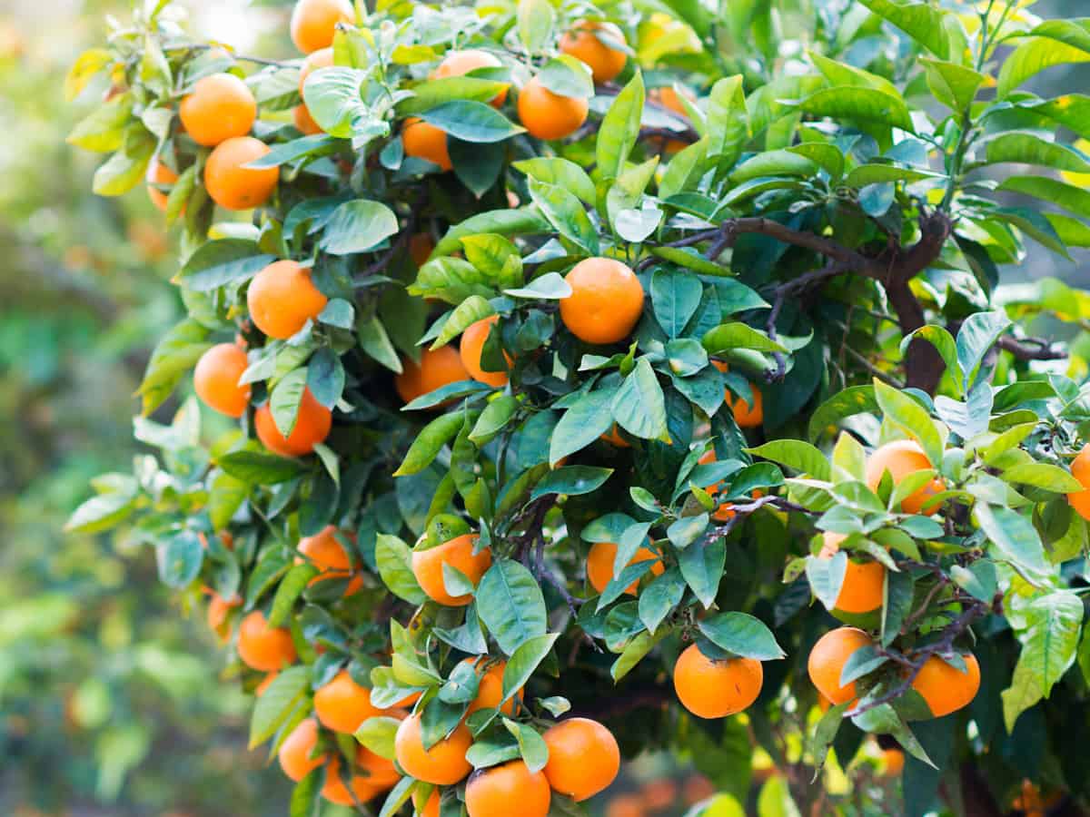 satsumas are deliciously sweet