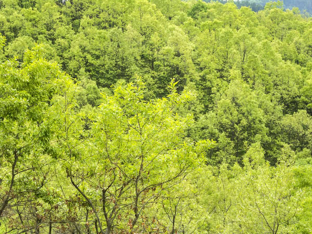 sawtooth oak grow two to three feet per year